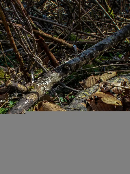 Камуфляжная лента McNett многоразовая (break up тёмный лес, 50х3660мм)